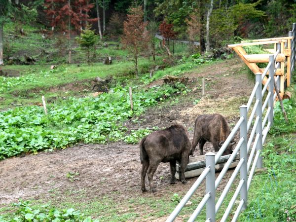 Żubry przy paśniku.