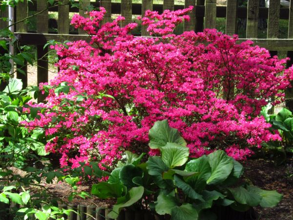 Na działkach w Borsku