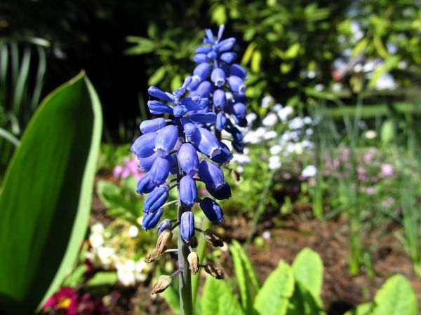 zdjecie Pietrzykowice