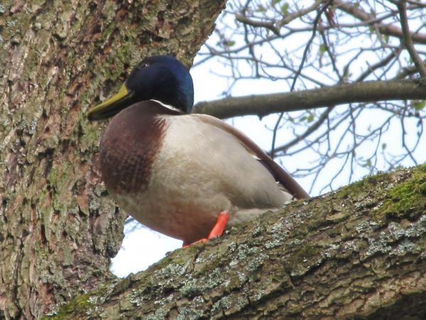 Kaczor na drzewie kanałem rzeki Wdy