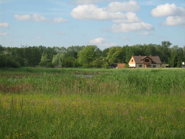 Wolsztyn, podmokłe łąki w centrum miasta, teren przeznaczony do zagospodarowania na cele rekreacyjne.