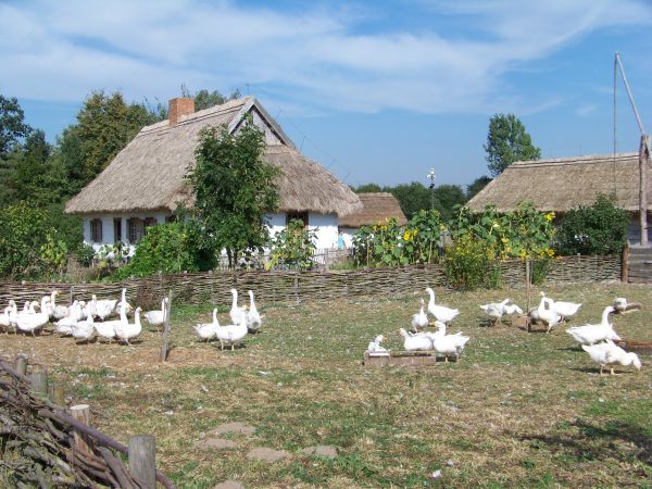 Słoneczniki przed domem.