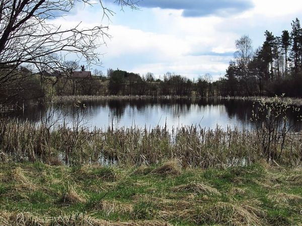 Stawek w Lubikach Małych