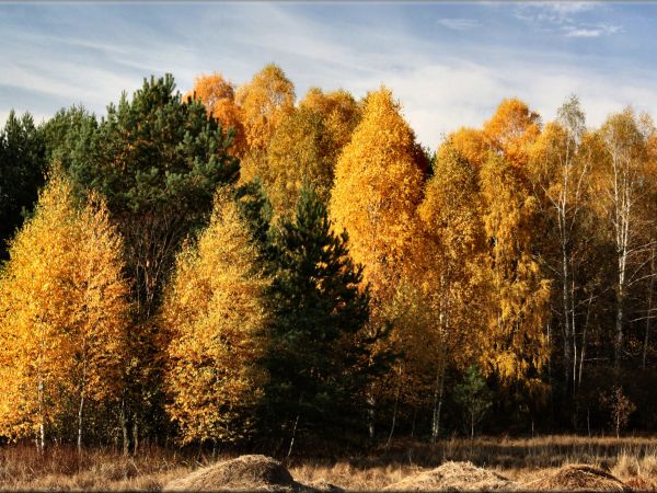 zdjecie Tyniewicze Duże