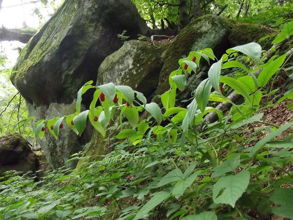 rumosz skalny - jak wspomniałem, tam był kamieniołom, trotylem łupano ostańce piaskowcowe to i pobojowisko się ostało, tu na pierwszym planie : kokoryczka wonna