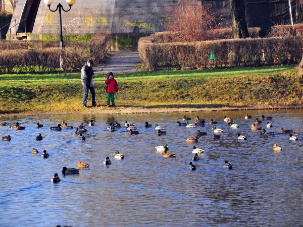 zdjecie Wodzisław Śląski