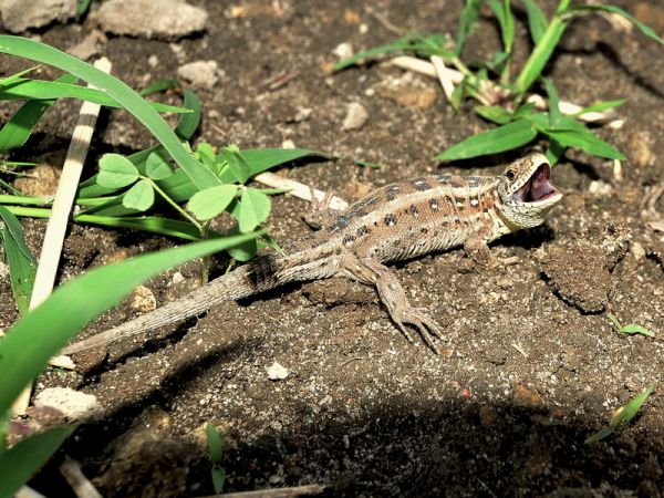 Dzielna jaszczurka z Nowego