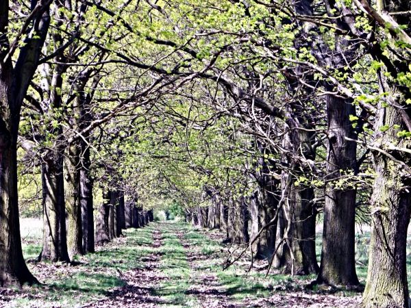puszcza Zgorzelecko Osiecznicka nie wiem czy to teren Lipna lub innej wsi trudno dojechać rowerem samochodem trochę lepiej fajna aleja