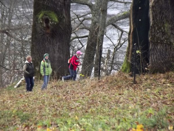 w parku z okazami drzew pomnikowych: 22 dęby, 5 jesionów, 4 lipy, klon zwyczajny, kasztanowiec.