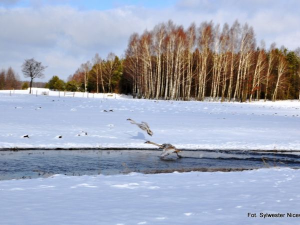 Wincenta – wieś w powiecie kolneńskim, w gminie Kolno.  
Kilometr na zachód od wsi przepływa rzeka Pisa, na północ - wpadająca do niej rzeczka Wincenta. Wzdłu