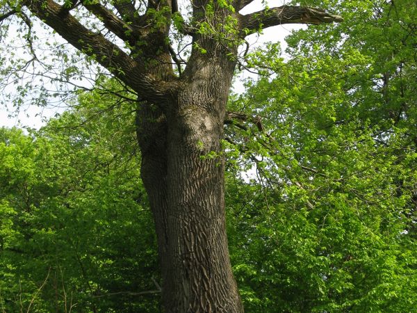 na wzgórzu zamkowym, w niewielkim parku, podziwiać można pomnikowe drzewa,  m.in. cztery dęby szypułkowe o obwodach: 486, 405, 375 i 345 cm. Na zdjęciu: przed d