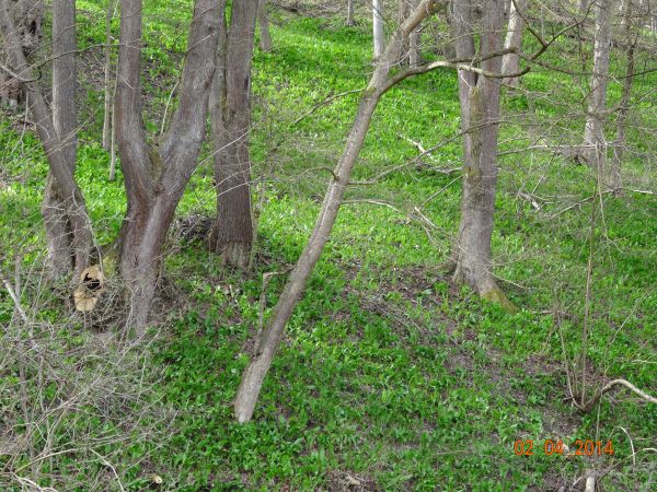 czosnek niedźwiedzi - łany - rośnie w lasach liściastych, szczególnie buczynach, aromatyczne pachnące czosnkiem liście zawierają dużo witaminy C, kwiaty zapylan