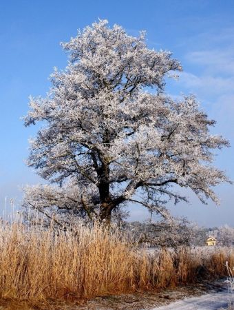 " Zimowa szata" Mrowino ul.Łąkowa