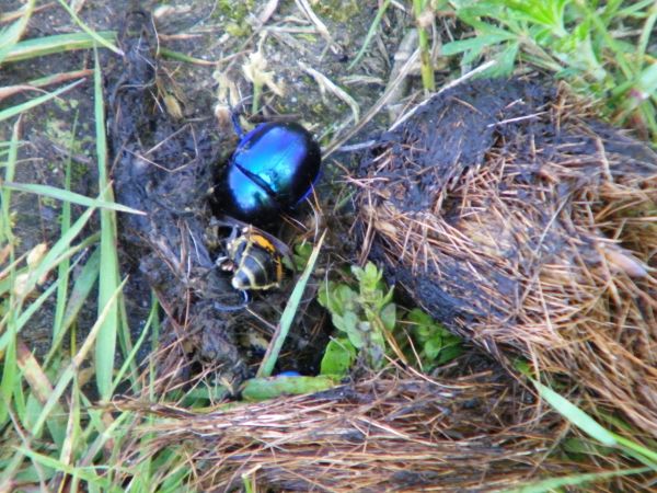 ponoć to Wilcze resztki na którym widać jeśli się nie mylę Żuka i to co jeszcze co nie wiem  fotka dalekie okolice Bielawy Dolnej