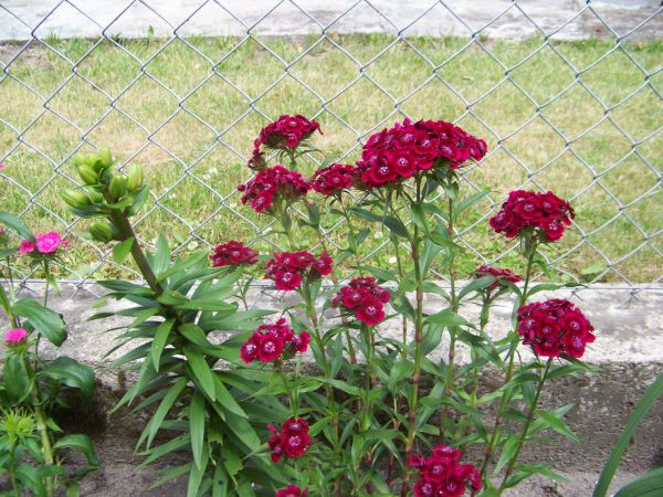 Kwiaty przed domkiem