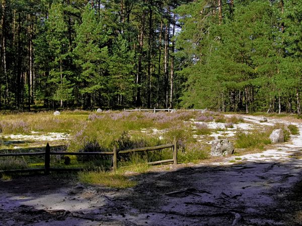 Kamienne Kręgi w Odrach