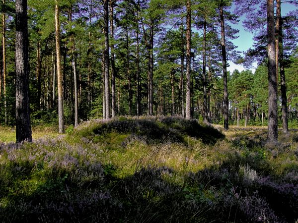 Kamienne Kręgi w Odrach