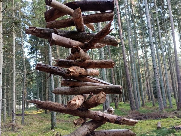 Kamienne Kręgi w Grzybnicy i Drzewo Darów