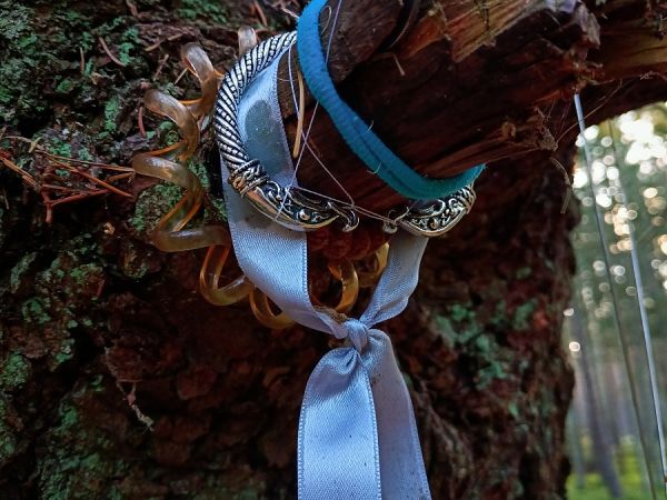 Kamienne Kręgi w Grzybnicy i Drzewo Darów