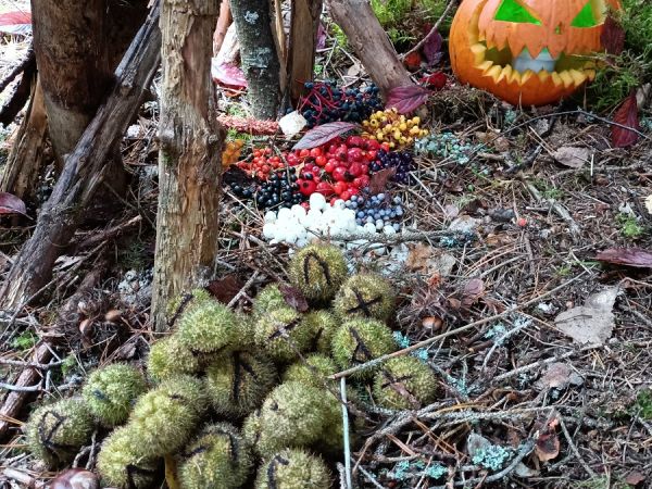 Kamienne Kręgi w Grzybnicy i Drzewo Darów