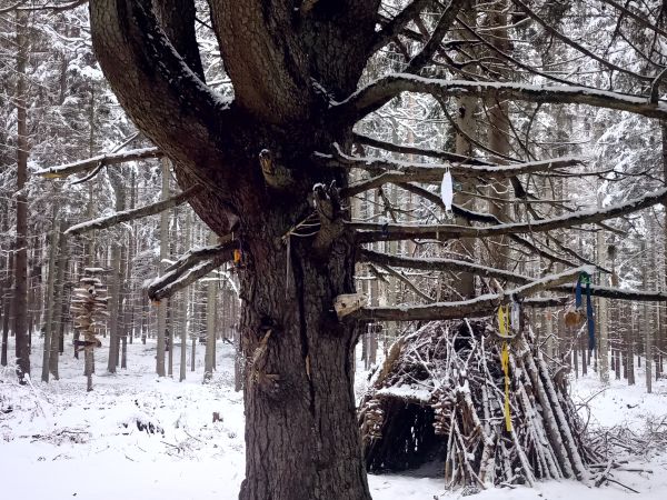 Kamienne Kręgi w Grzybnicy i Drzewo Darów