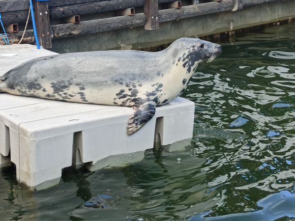 Półwysep Helski, Chłapowo