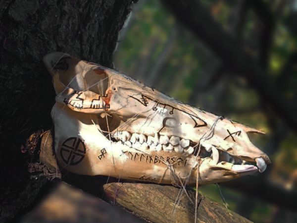 Kamienne Kręgi w Grzybnicy i Drzewo Darów