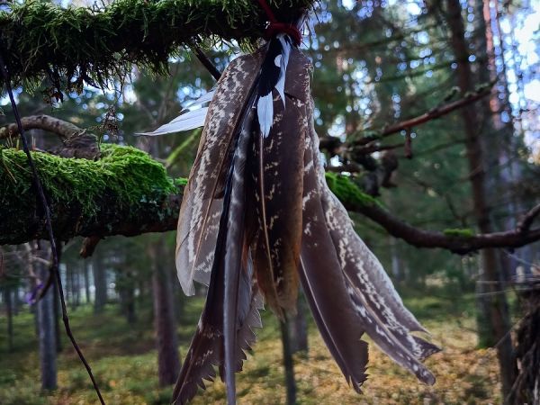 Kamienne Kręgi w Grzybnicy i Drzewo Darów