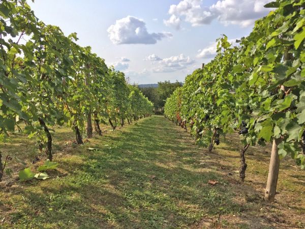 Winnica Lipowiec na Roztoczu