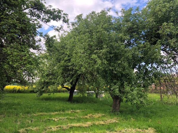 Piękne lato na wsi.