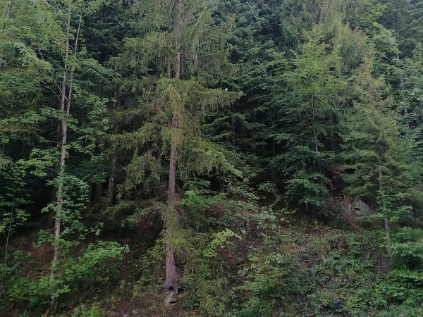 Korbielów,Jeleśnia