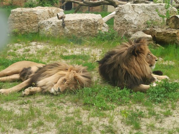 Zoo Opole