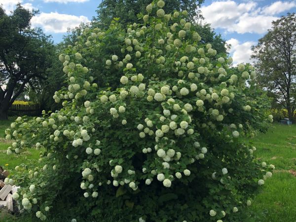 Piękne lato na wsi.