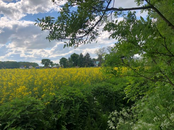 Piękne lato na wsi.