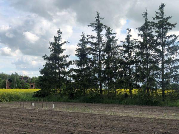 Piękne lato na wsi.