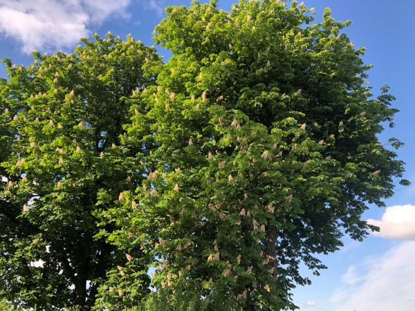 Piękne lato na wsi.