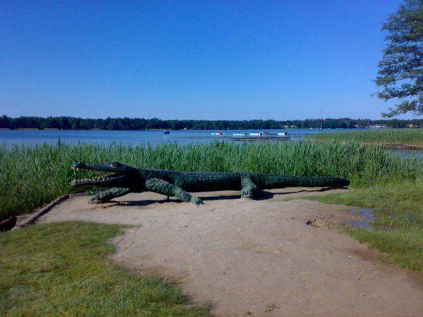 krokodyl z jeziora Białego