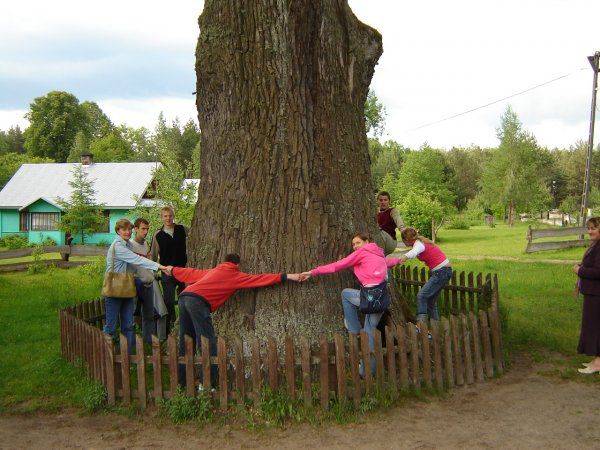 aleja pomnikowych dębów