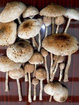 kanie - zbieramy grzyby