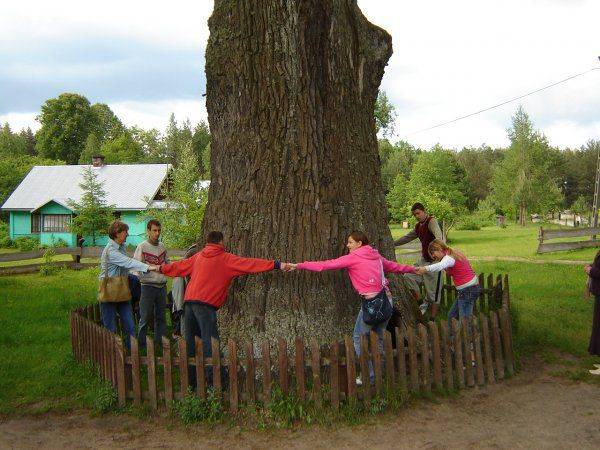 wycieczka aleją pomnikowych dębów