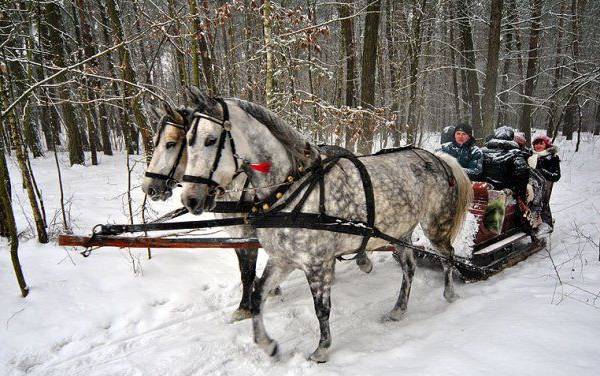 Końskie Taxi u Kozaków