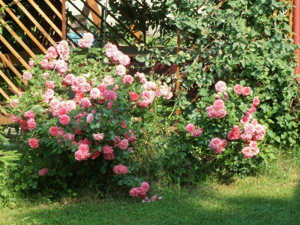 Gospodarstwo agroturystyczne Magnolia 