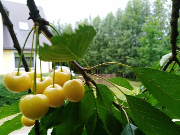 Agroturystyka nad Jeziorem Białym