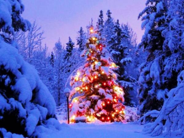 Dom Wczasowy Tulipan