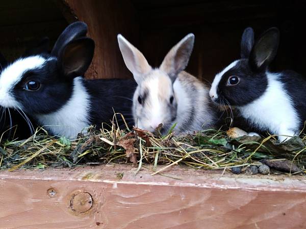 nasze króliczki