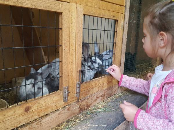 dzieci karmią króliki