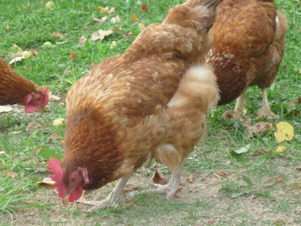 nioski na wolnym wybiegu