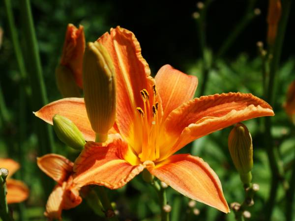 Jednym z atutów Akacjowego Zacisza jest piękny ogród z mnóstwem obłędnie pachnących kwiatów.