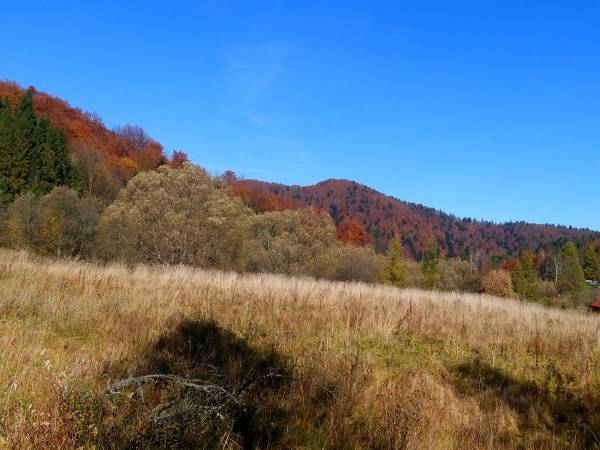 Domki pod Lipą i Domek u Jasi