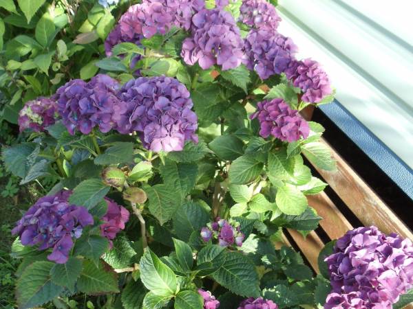 Domki Pod Skrzydłem Mewy